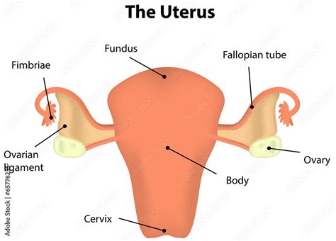 uterus in English .